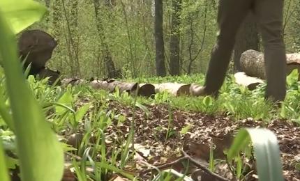 Pădurar de 50 de ani, găsit mort într-un complex de vânătoare din Maramureș. Ipotezele anchetatorilor