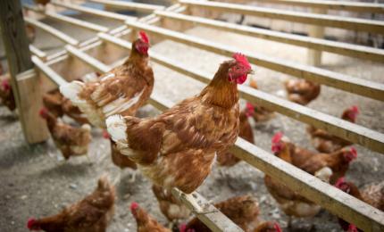 Amenda primită de o maramureşeancă după ce găinile sale au scăpat din curte şi au murdărit pavajul vecinei