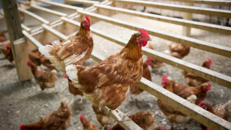 Amenda primită de o maramureşeancă după ce găinile sale au scăpat din curte şi au murdărit pavajul vecinei