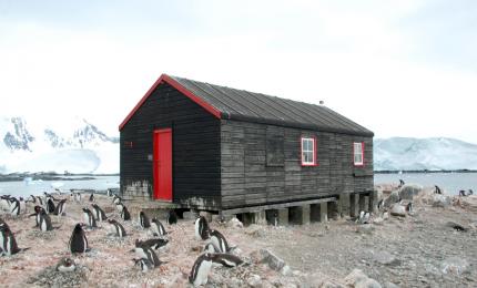 Salariu de 2.500 €, cu masă şi cazare incluse, ca să numeri pinguini în Antarctica. Condiţia greu de acceptat
