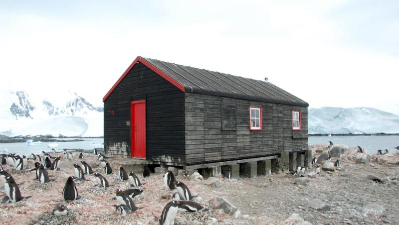 Salariu de 2.500 €, cu masă şi cazare incluse, ca să numeri pinguini în Antarctica. Condiţia greu de acceptat
