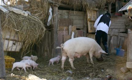 Satul în care cei 300 de locuitori stau pe o "mină de aur". Prețurile au explodat, iar proprietarii profită