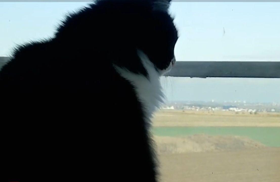 Mascotele care au cucerit un aeroport din România. Au chiar și cont bancar