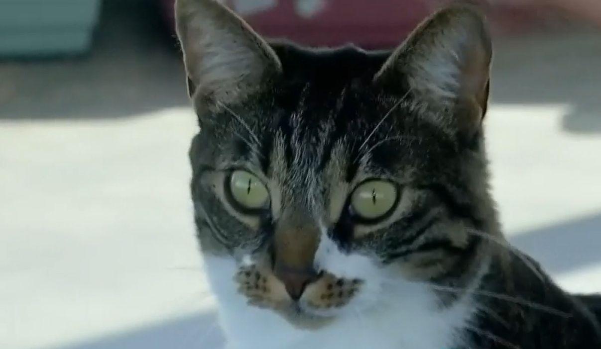 Mascotele care au cucerit un aeroport din România. Au chiar și cont bancar