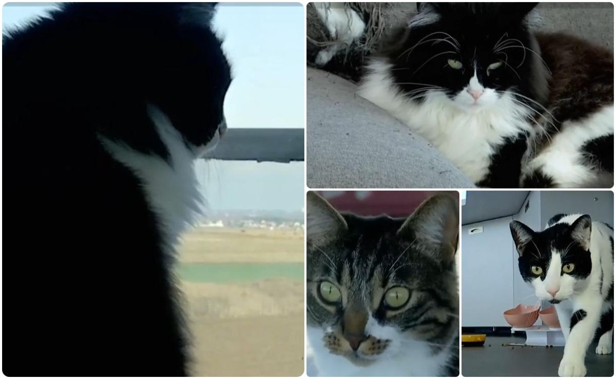 Mascotele care au cucerit un aeroport din România. Au chiar și cont bancar