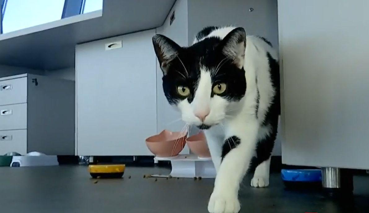 Mascotele care au cucerit un aeroport din România. Au chiar și cont bancar