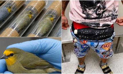 Un bărbat a fost prins pe Aeroportul din Miami cu 10 păsări vii ascunse în lenjeria intimă. Ce l-a dat de gol