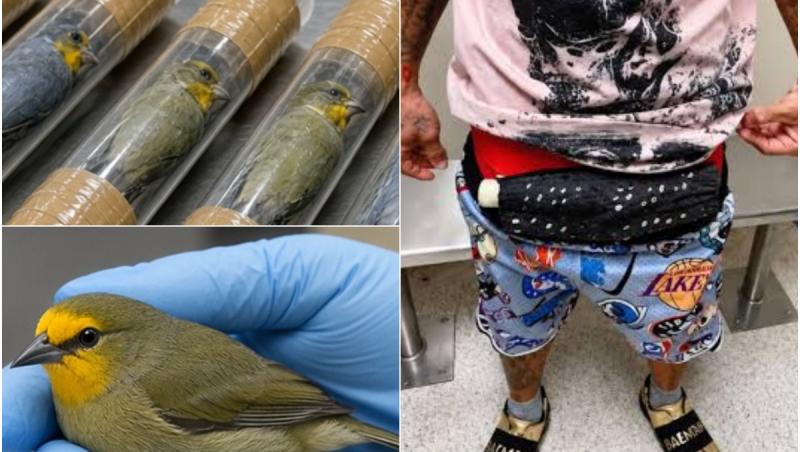 Un bărbat a fost prins pe Aeroportul din Miami cu 10 păsări vii ascunse în lenjeria intimă. Ce l-a dat de gol