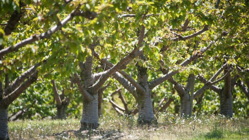 O afacere agricolă cu vânzări de peste 9 milioane de euro, scoasă la vânzare. De ce renunţă proprietarii la ea