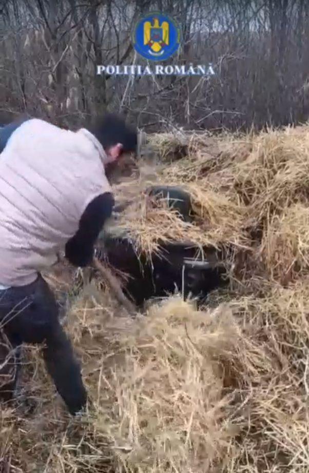 Momentul când poliţiştii din Bacău au dat peste un ATV furat într-o căpiţă de fân. Au pus mâna pe furcă