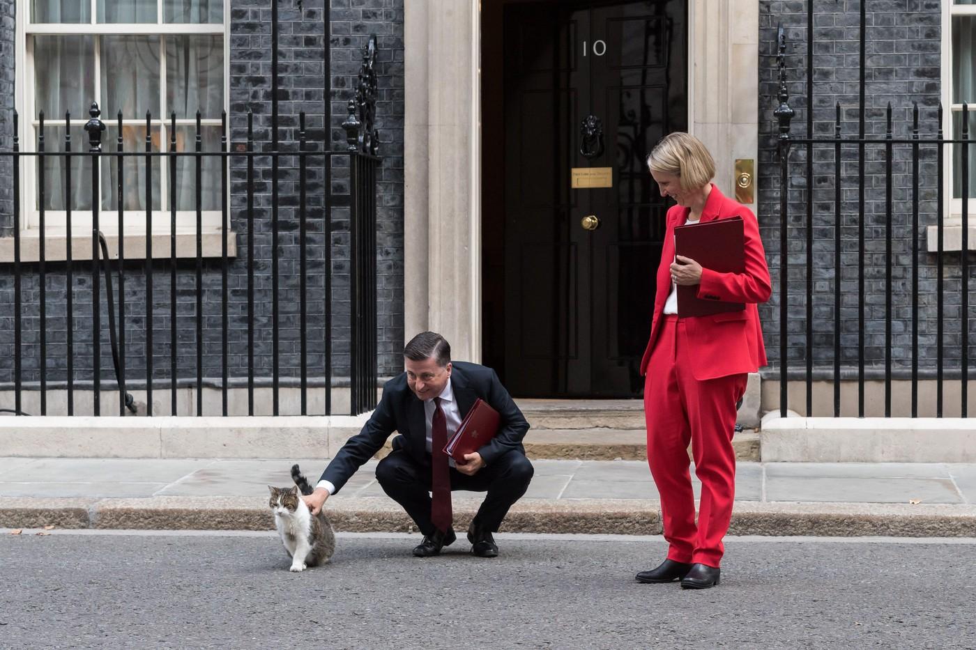 Pisica Larry împlineşte 15 ani ca principală spaimă a rozătoarelor din Downing Street