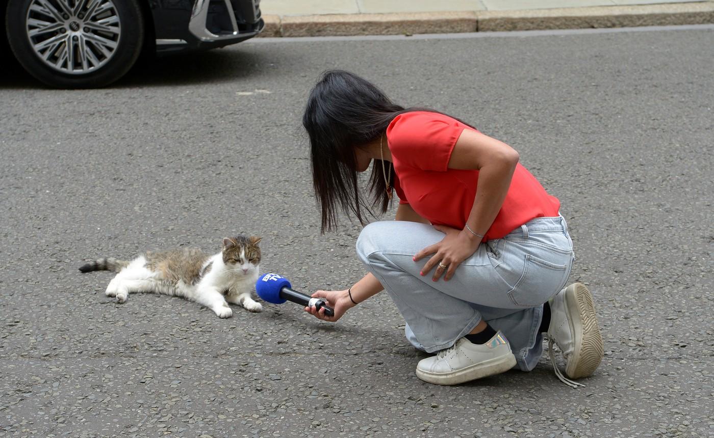 Pisica Larry împlineşte 15 ani ca principală spaimă a rozătoarelor din Downing Street