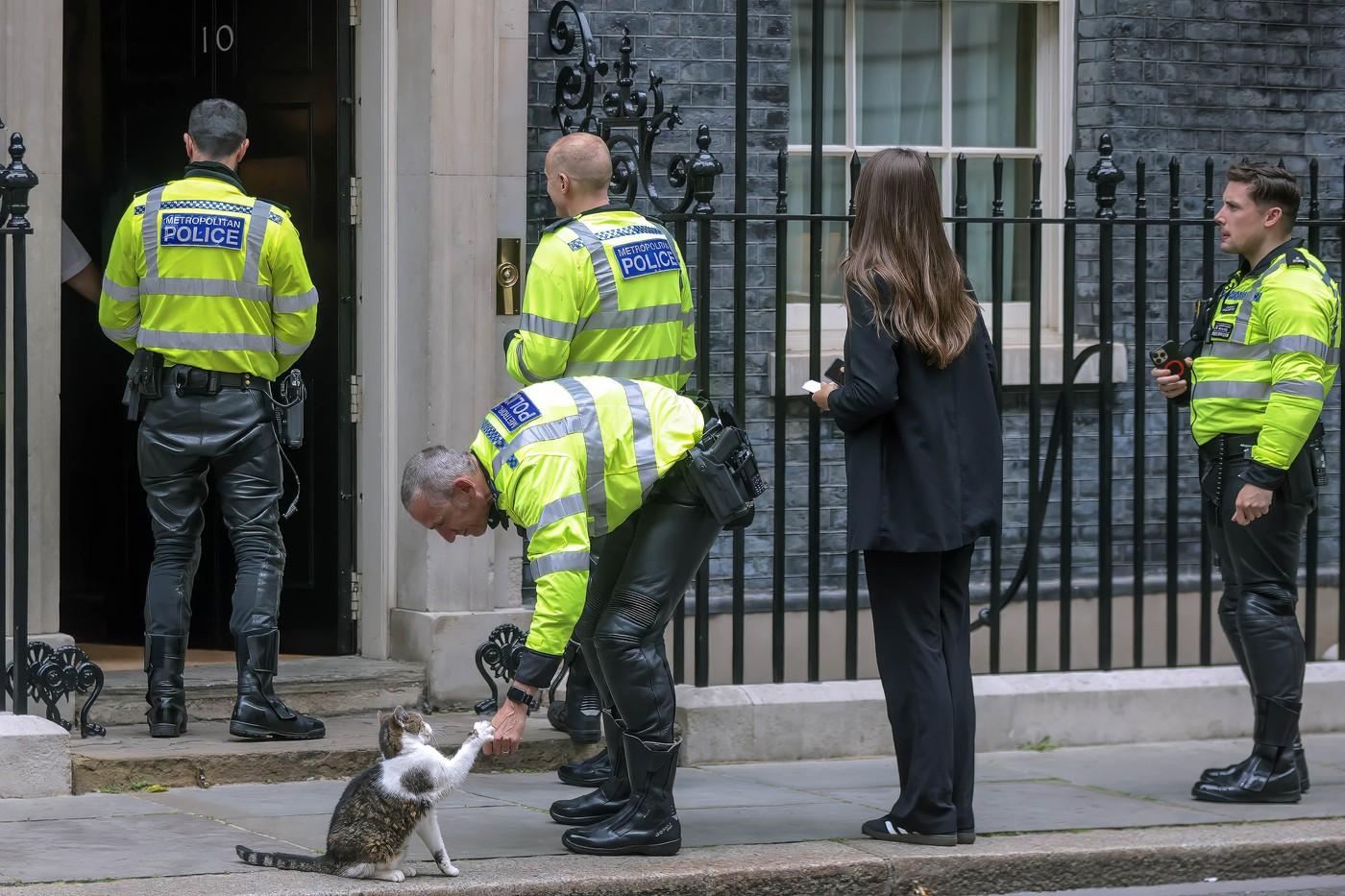 Pisica Larry împlineşte 15 ani ca principală spaimă a rozătoarelor din Downing Street