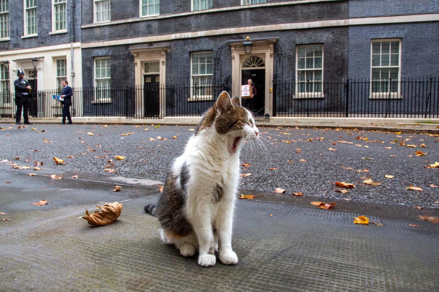 Pisica Larry împlineşte 15 ani ca principală spaimă a rozătoarelor din Downing Street