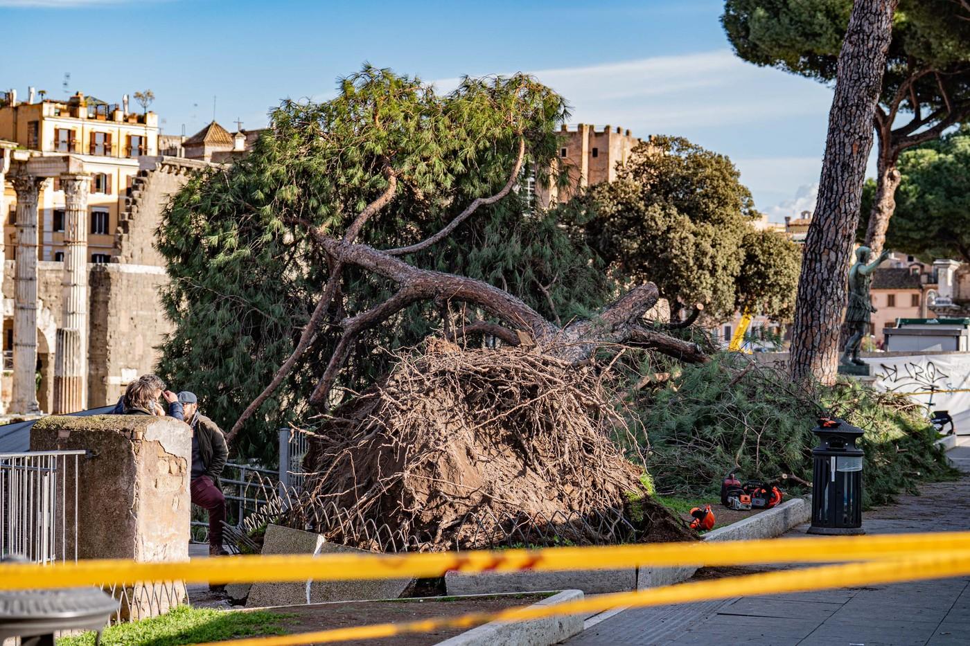Român rănit în centrul Romei, după ce un pin de 120 de ani s-a prăbușit peste el. Alte două persoane, rănite