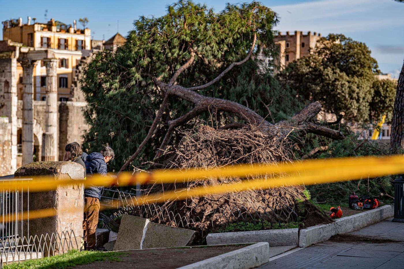 Român rănit în centrul Romei, după ce un pin de 120 de ani s-a prăbușit peste el. Alte două persoane, rănite