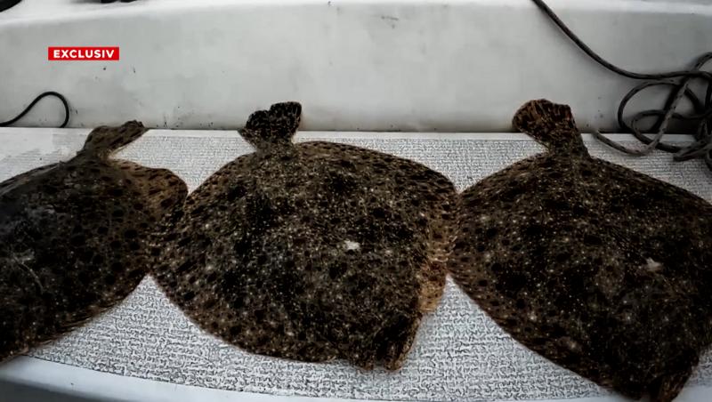 Caracatiţa din spatele afacerilor cu peşte. Cultura şpăgii a dus calcanul aproape de dispariţie