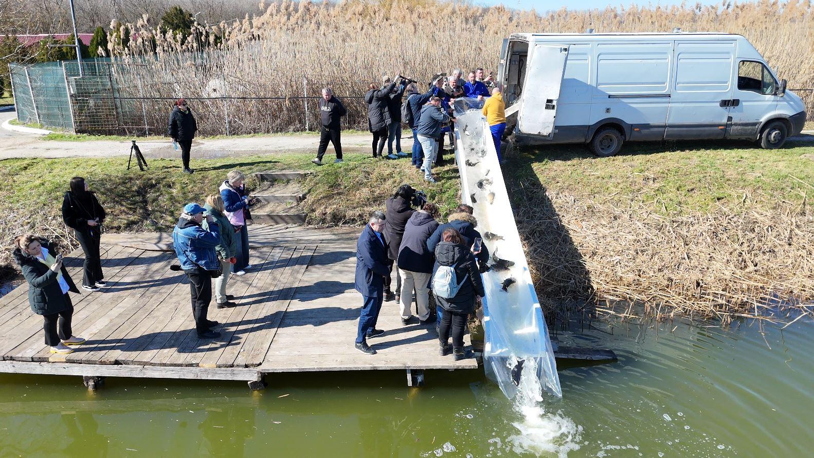 Imagini inedite cu repopularea cu crap a celei mai cunoscute bălți din județul Galați
