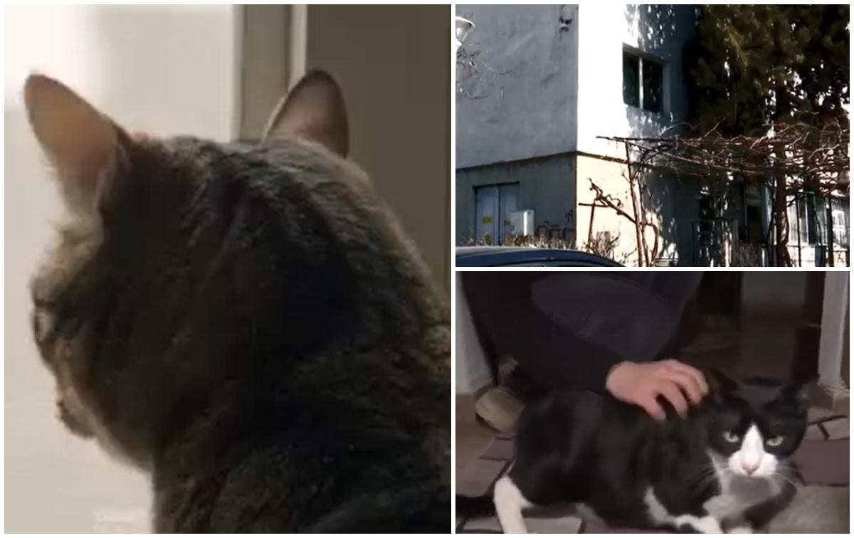 Mai tari ca orice sistem de supraveghere. Cum au reuşit mai multe pisici să pună 5 hoţi pe fugă la Constanţa