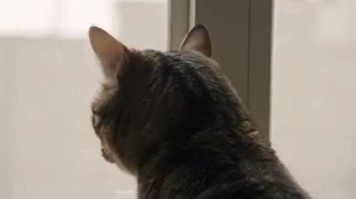 Mai tari ca orice sistem de supraveghere. Cum au reuşit mai multe pisici să pună 5 hoţi pe fugă la Constanţa