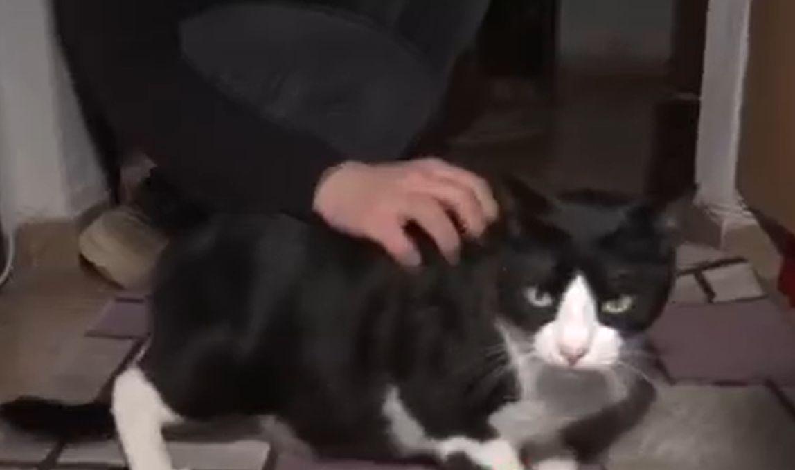 Mai tari ca orice sistem de supraveghere. Cum au reuşit mai multe pisici să pună 5 hoţi pe fugă la Constanţa