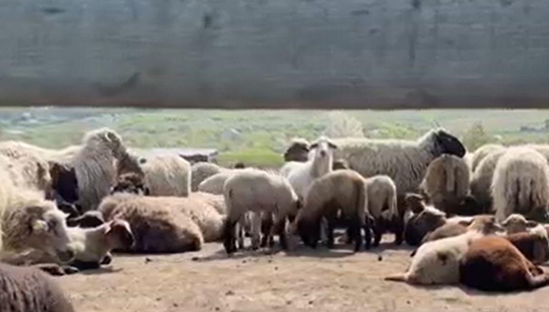 Mielul de Paște devine raritate pe masa românilor: Un kilogram poate ajunge şi 55 lei