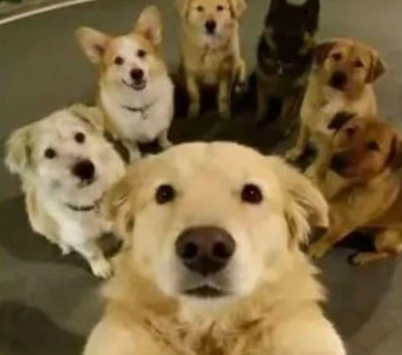 7 câini furaţi au evadat dintr-o fabrică de carne şi au mers împreună 17 kilometri spre casă, în China