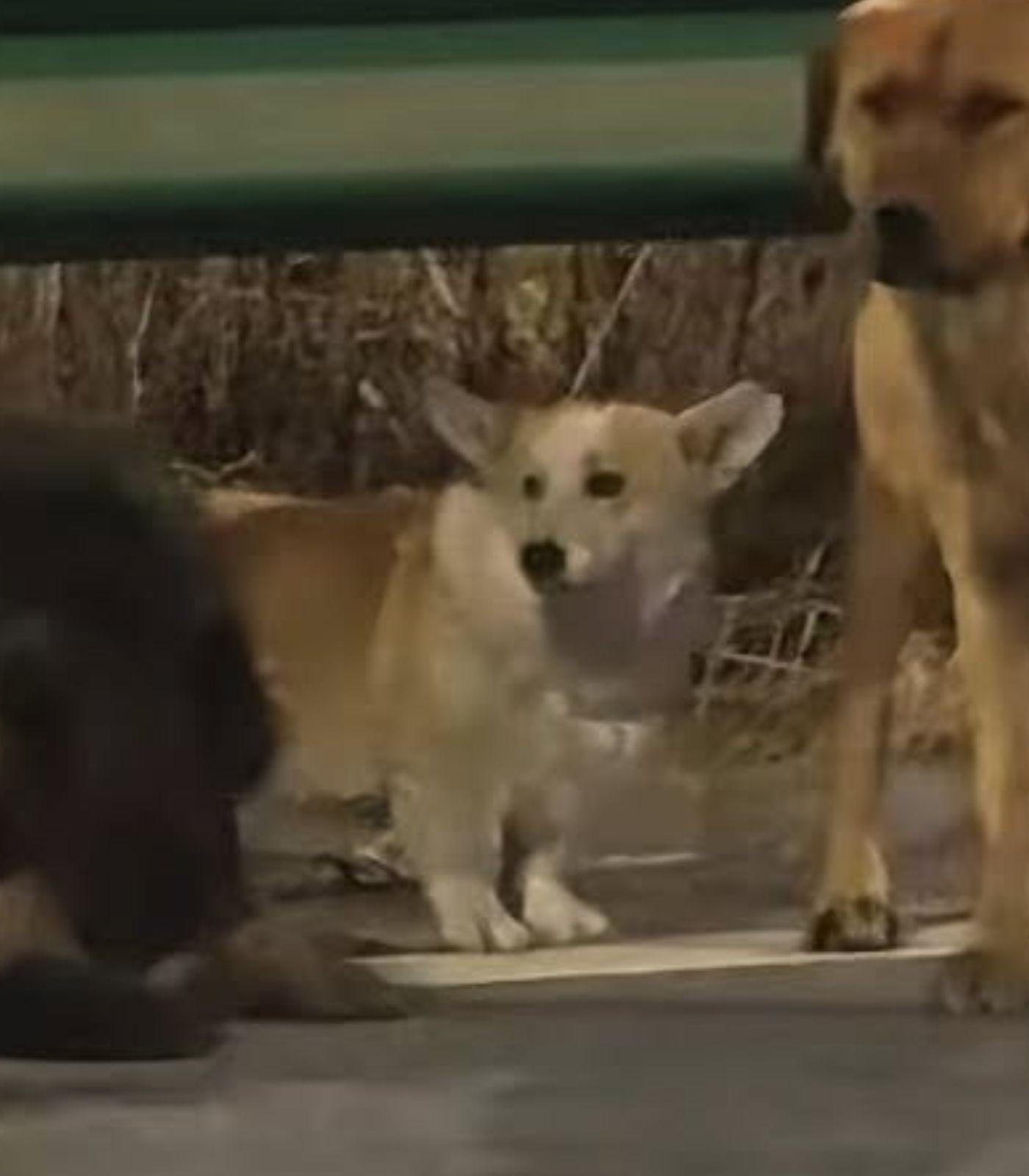 7 câini furaţi au evadat dintr-o fabrică de carne şi au mers împreună 17 kilometri spre casă, în China