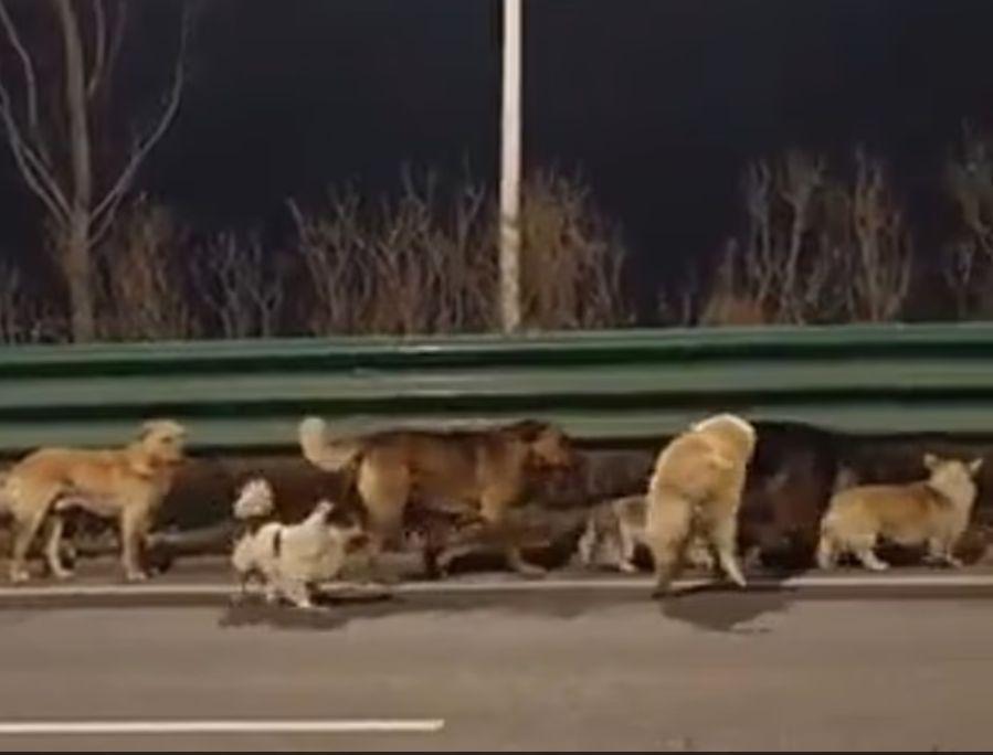 7 câini furaţi au evadat dintr-o fabrică de carne şi au mers împreună 17 kilometri spre casă, în China