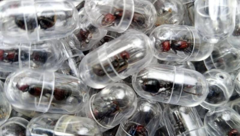 Cum a ajuns o mică insectă să fie vândută şi cu 220$. Sunt "vânate" de colecţionarii din toată lumea