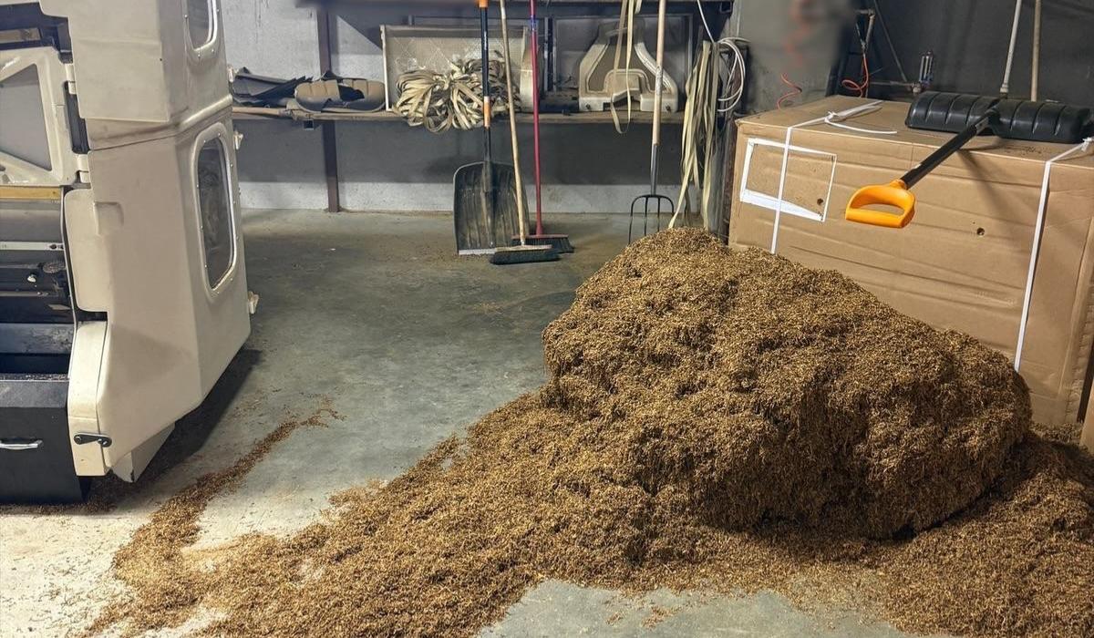 Fabrică ilegala de tigari lângă Timişoara. Poliţiştii au confiscat tone de tutun şi sute de cartuşe