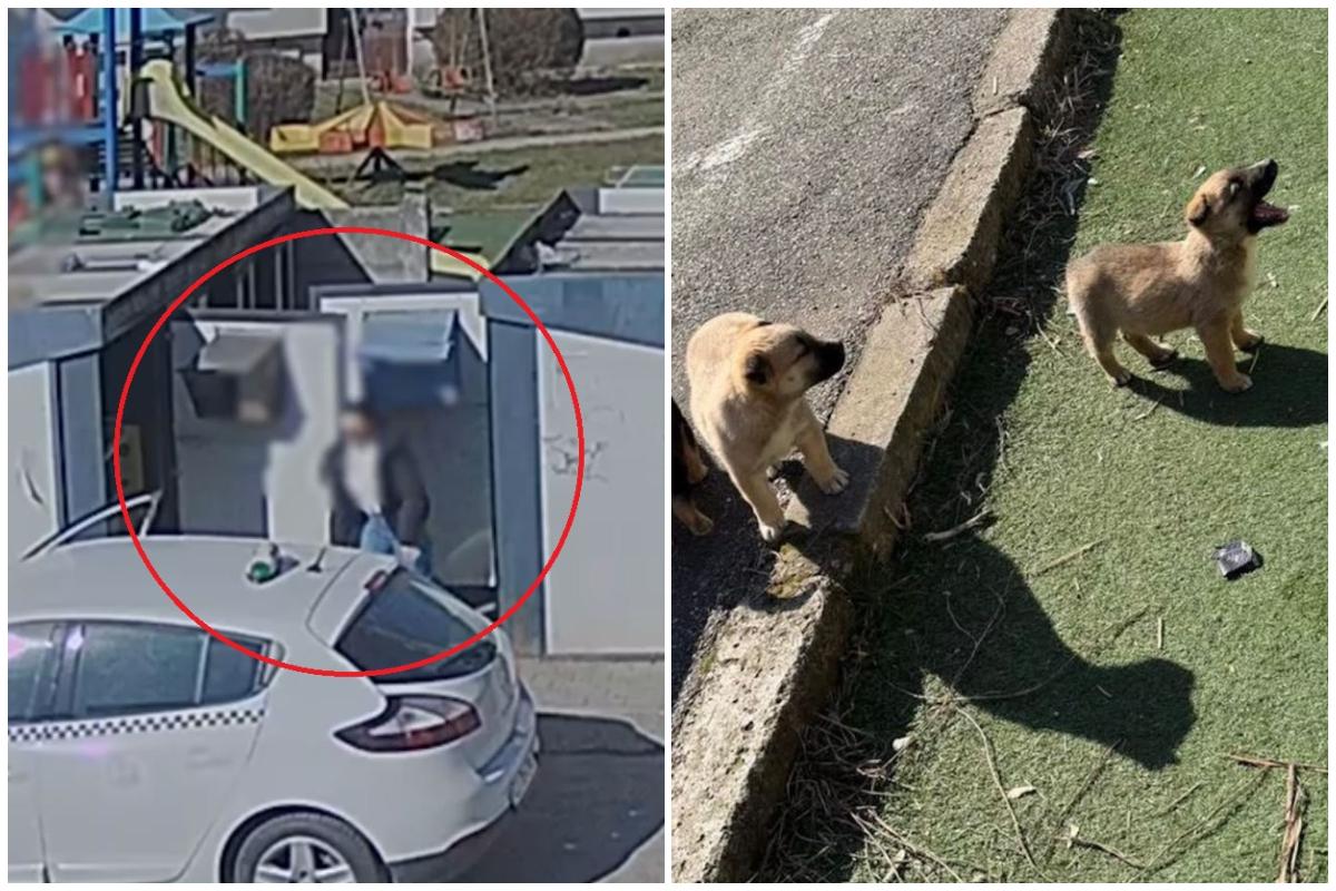 Momentul în care un individ aruncă trei căţeluşi la o ghenă din jud.Cluj. Poliţiştii îl caută. Ce amendă riscă