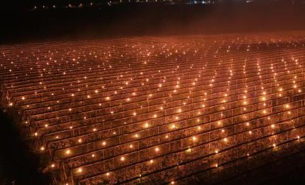 Soluţia la care a apelat o fermă din Cluj pentru a salva cireșii de la îngheț: "Am dat foc la 40.000 de euro"