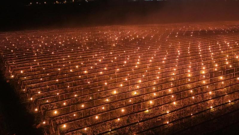 Soluţia la care a apelat o fermă din Cluj pentru a salva cireșii de la îngheț: "Am dat foc la 40.000 de euro"