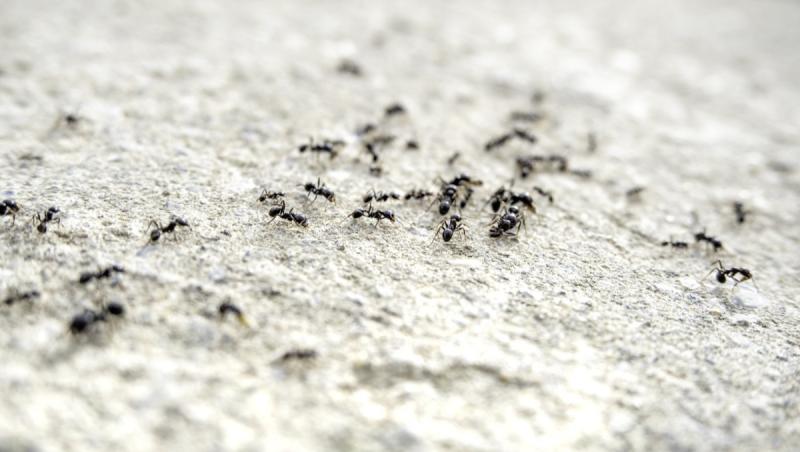 Afacerea cu furnici de mii de euro care i-a adus unui chinez un an de închisoare