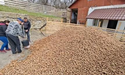 Comuna în care se împart gratuit tone de cartofi. Localnicii, încurajați să vină cu sacii