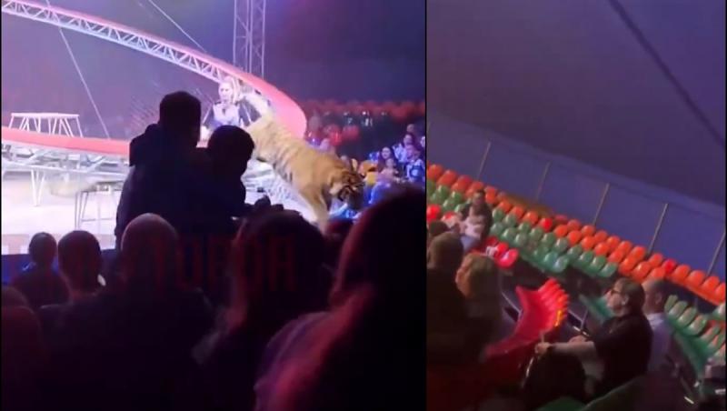 Momentul în care un tigru sare în mijlocul spectatorilor la un circ din Rusia: "Ţipau şi fugeau panicaţi"
