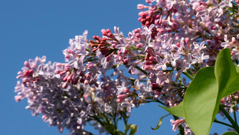 Cum va fi vremea în luna mai. Prognoza meteo pentru următoarele patru săptămâni