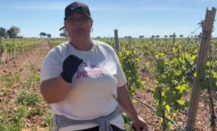 Marinela din Spania caută muncitori la vie: "E o muncă super uşoară". Câţi bani se câştigă