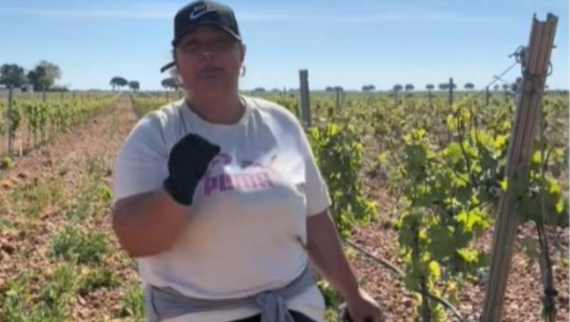 Marinela din Spania caută muncitori la vie: "E o muncă super uşoară". Câţi bani se câştigă