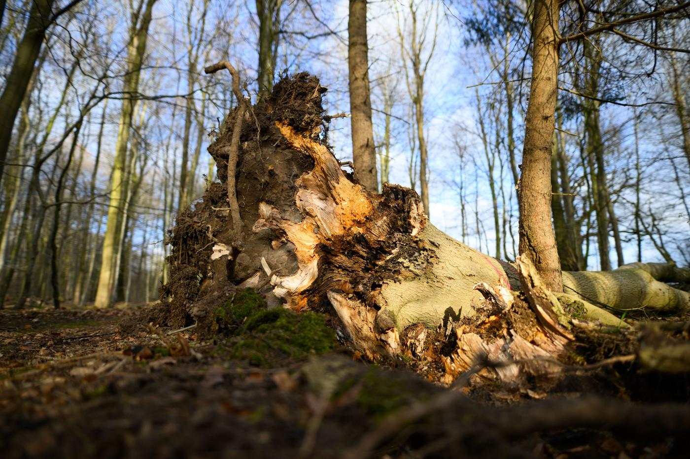 Tragedie la o vânătoare de ouă în Germania