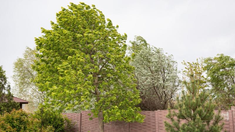 Alerte meteo în Săptămâna Mare: Cod galben de vânt în aproape toată ţara, la munte ninge