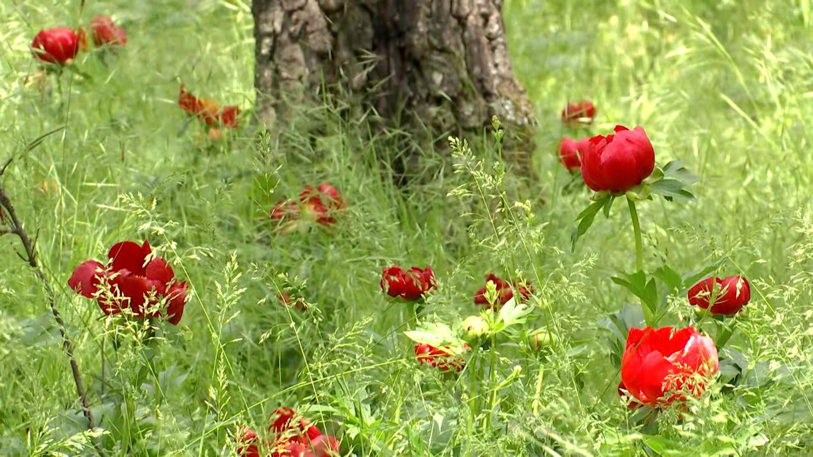 Locul magic din România unde au înflorit zeci de mii de bujori: turiști din toată țara vin să vadă minunea