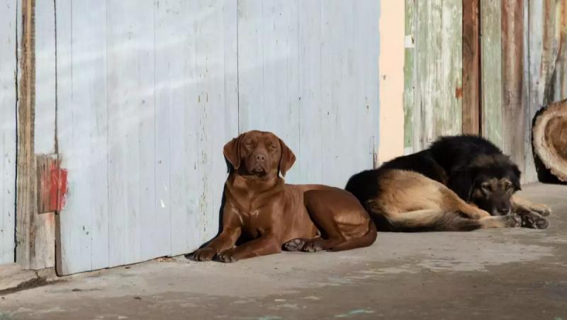 Băiat de 12 ani, mușcat de 3 câini în Slatina după ce a intrat într-o curte ca să scurteze drumul spre magazin
