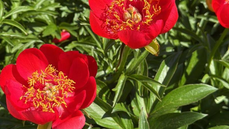 Primul soi de bujor creat în România va purta numele Madrigal. Colaborare inedită pentru floarea naţională