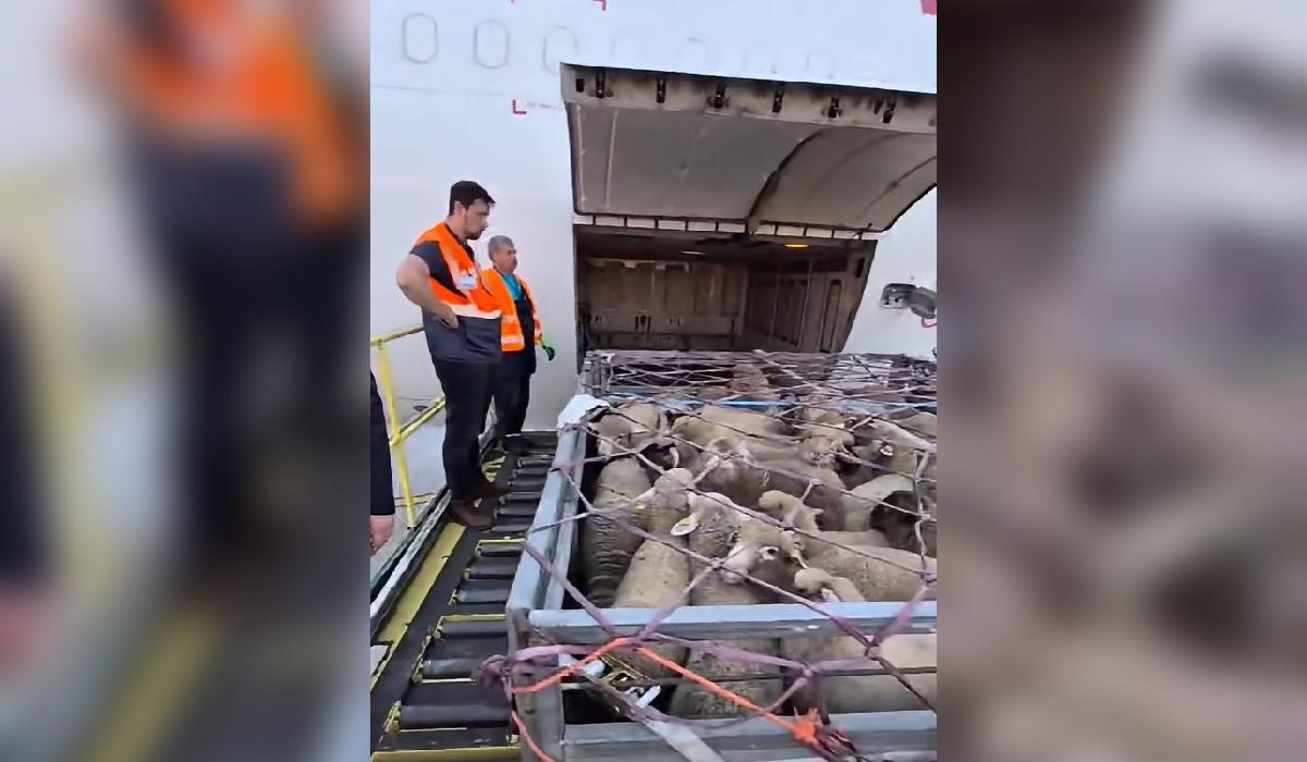 Premieră pe Aeroportul "Henri Coandă". Peste 4.000 de oi, trimise din România în Algeria cu avioane cargo