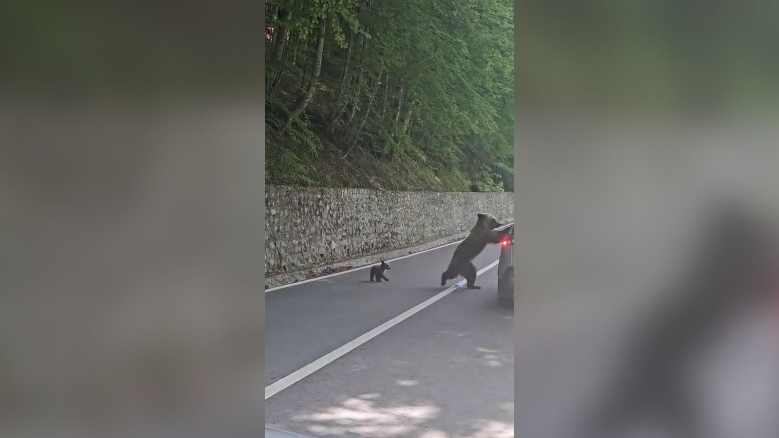 Momentul când ursoaica îl atacă pe turistul bulgar în zona barajului Vidraru. Îl avea alături de puiul său