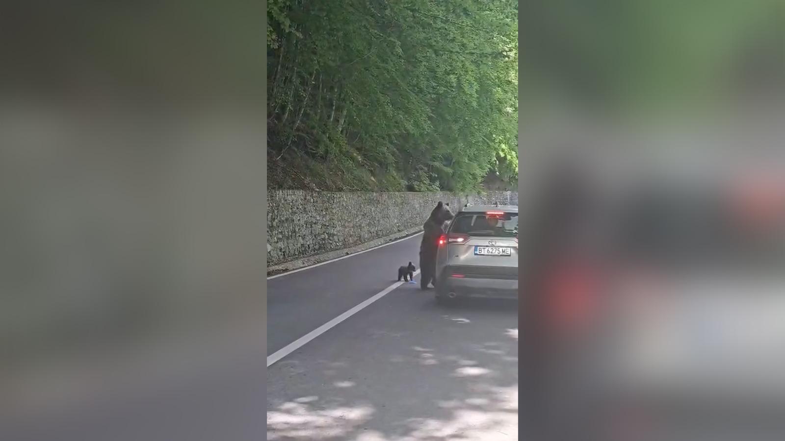 Momentul când ursoaica îl atacă pe turistul bulgar în zona barajului Vidraru. Îl avea alături de puiul său