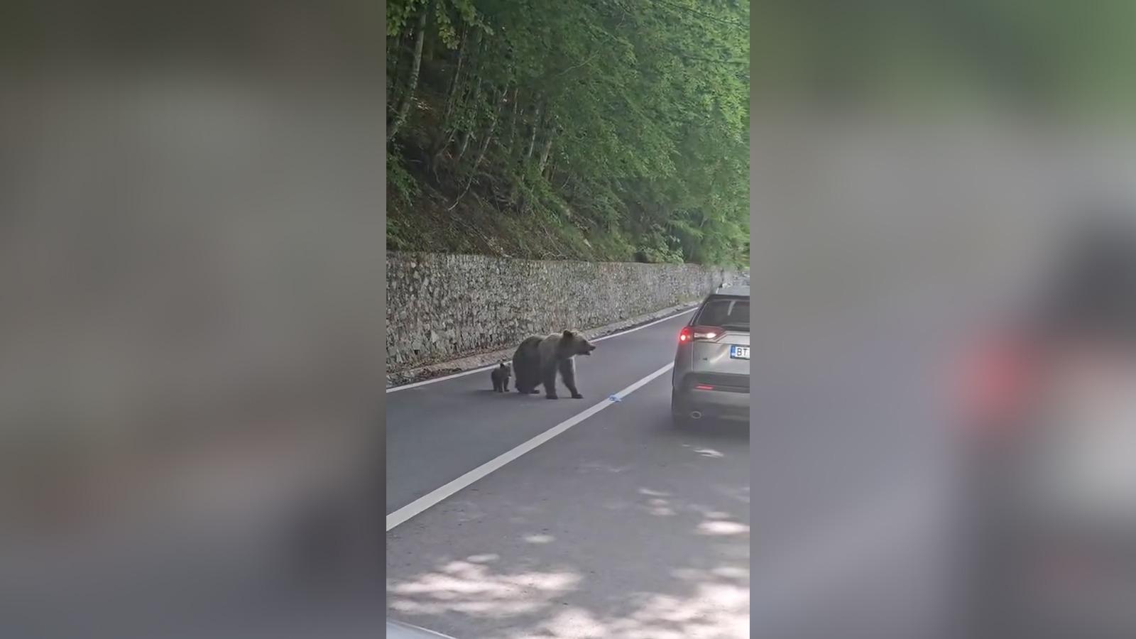 Momentul când ursoaica îl atacă pe turistul bulgar în zona barajului Vidraru. Îl avea alături de puiul său