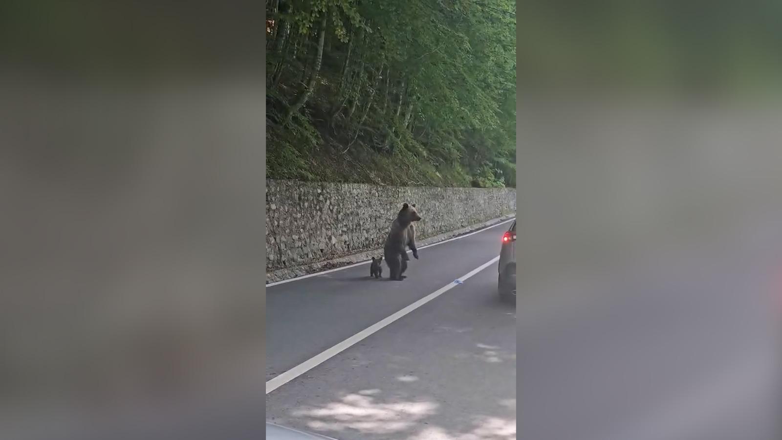Momentul când ursoaica îl atacă pe turistul bulgar în zona barajului Vidraru. Îl avea alături de puiul său